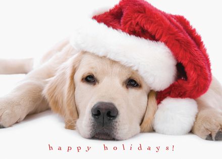 Animal - personalized Christmas Cards